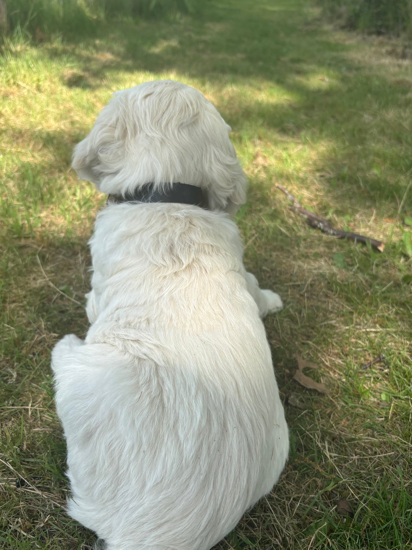 Halsband puppy
