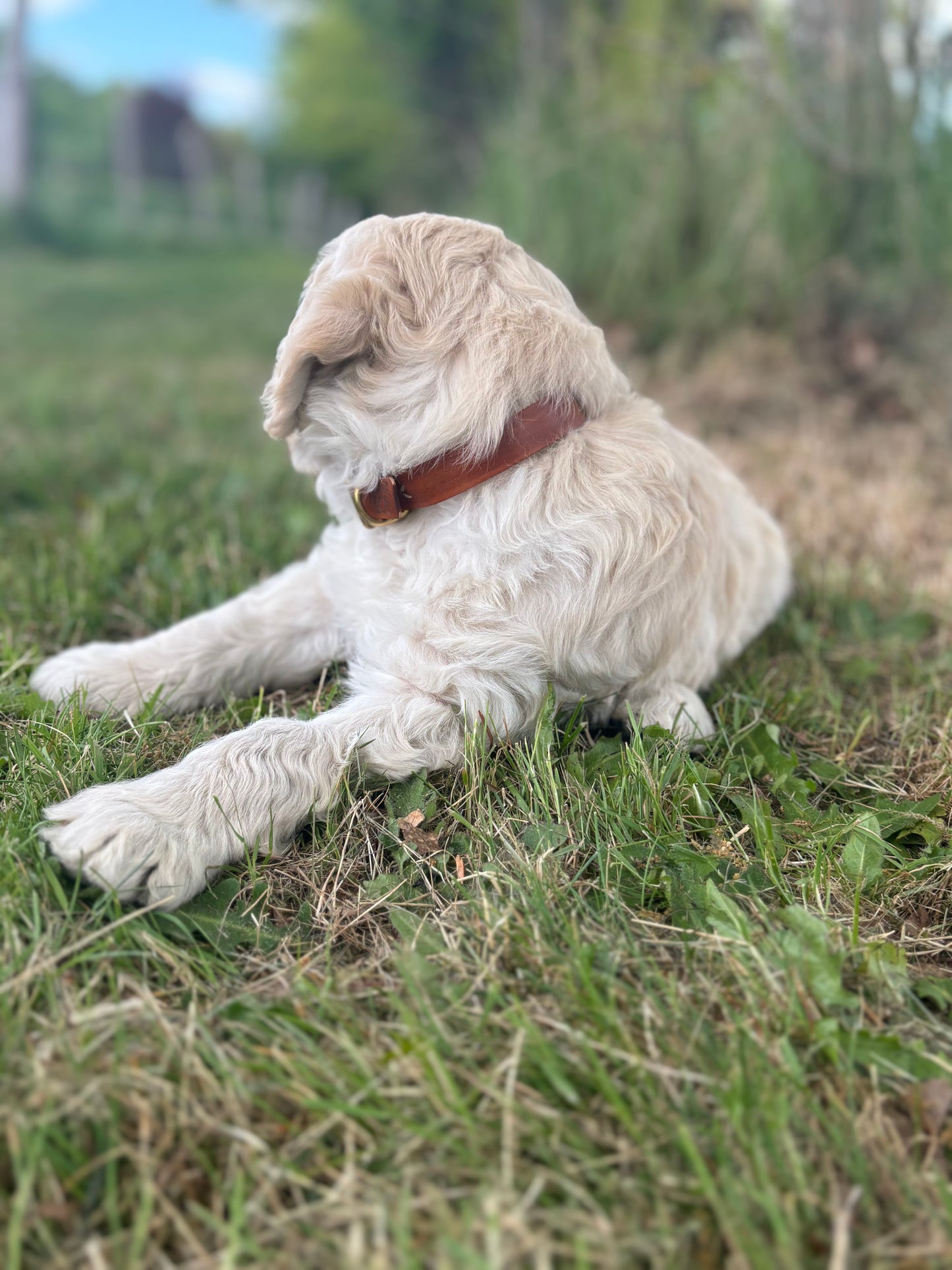 Halsband puppy