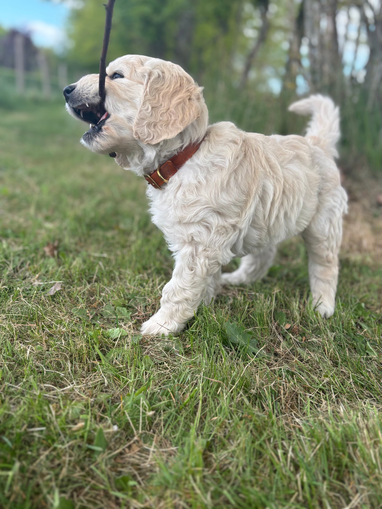 Halsband puppy